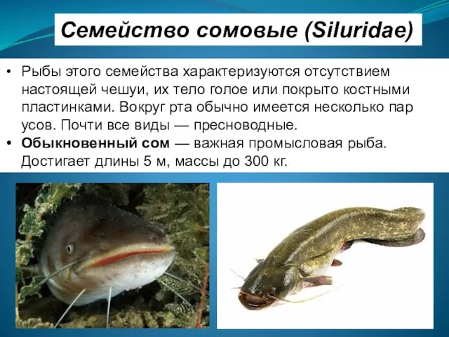 Семейство сомовые (Siluridae) Рыбы этого семейства характеризуются отсутствием настоящей чешуи, их