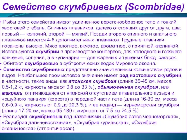 Семейство скумбриевых (Scombridae) Рыбы этого семейства имеют удлиненное веретенообразное тело и