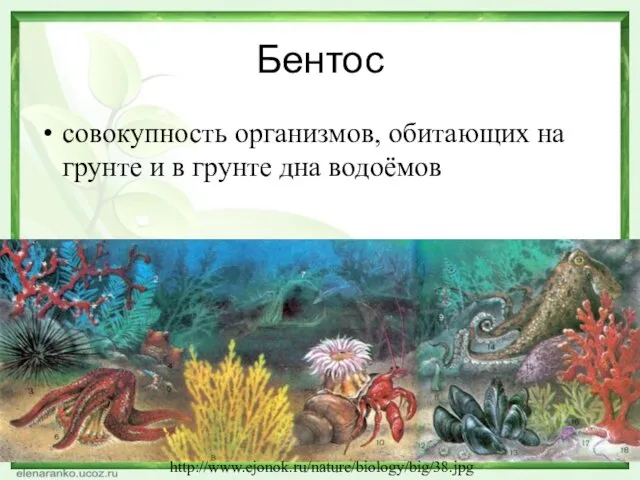 Бентос совокупность организмов, обитающих на грунте и в грунте дна водоёмов http://www.ejonok.ru/nature/biology/big/38.jpg