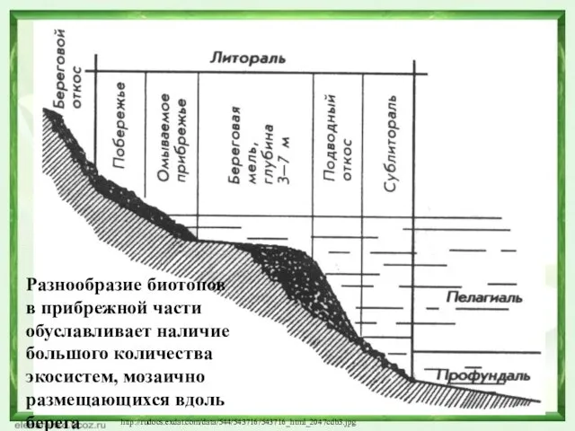 http://rudocs.exdat.com/data/544/543716/543716_html_2047cdb3.jpg Разнообразие биотопов в прибрежной части обуславливает наличие большого количества экосистем, мозаично размещающихся вдоль берега