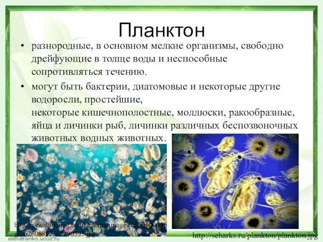 Планктон разнородные, в основном мелкие организмы, свободно дрейфующие в толще воды