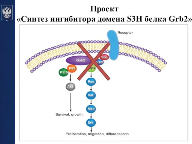 Проект «Синтез ингибитора домена S3H белка Grb2»