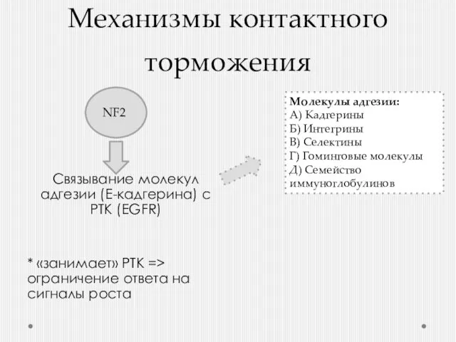 Механизмы контактного торможения Cвязывание молекул адгезии (Е-кадгерина) с РТК (EGFR) *