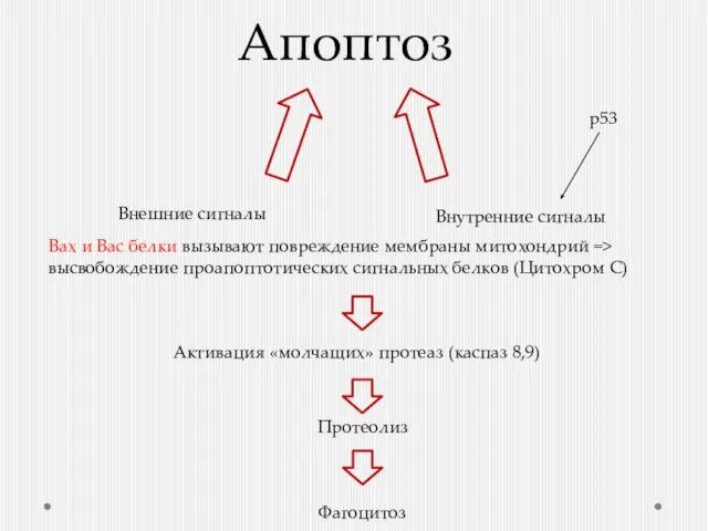 Апоптоз Внешние сигналы Внутренние сигналы Активация «молчащих» протеаз (каспаз 8,9) Протеолиз