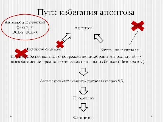 Пути избегания апоптоза Внешние сигналы Внутренние сигналы Активация «молчащих» протеаз (каспаз