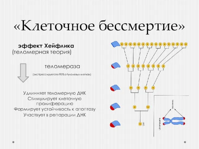 «Клеточное бессмертие» эффект Хейфлика (теломерная теория) теломераза (экспрессируется в 90% опухолевых