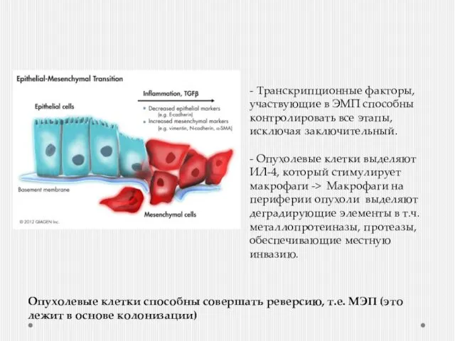 - Транскрипционные факторы, участвующие в ЭМП способны контролировать все этапы, исключая