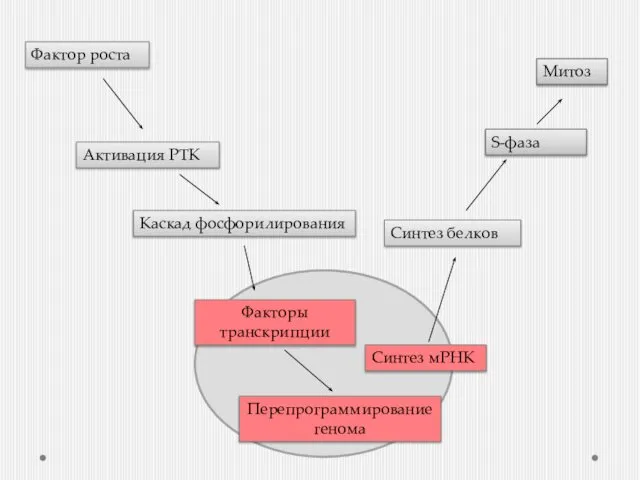 Фактор роста Активация РТК Синтез белков S-фаза Митоз Каскад фосфорилирования Факторы транскрипции Перепрограммирование генома Синтез мРНК