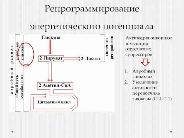 Репрограммирование энергетического потенциала Активация онкогенов и мутация опухолевых супрессоров Аэробный гликолиз Увеличение активности переносчика глюкозы (GLUT-1)