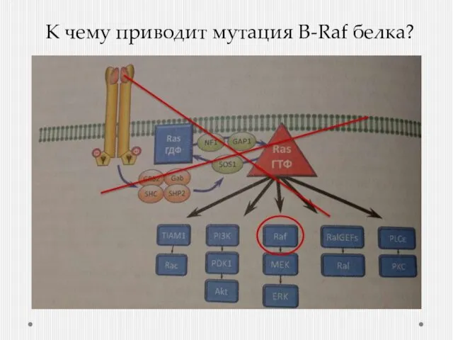 К чему приводит мутация B-Raf белка?