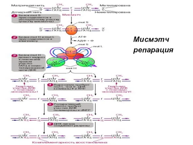 Мисмэтч репарация