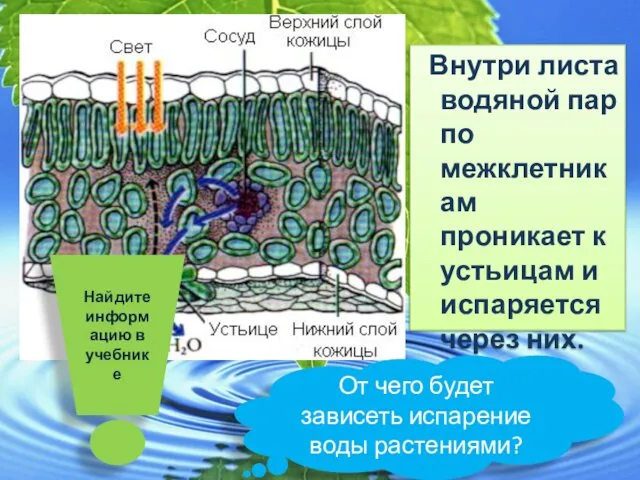 Внутри листа водяной пар по межклетникам проникает к устьицам и испаряется