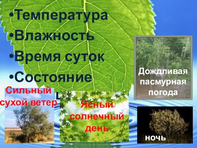 Температура Влажность Время суток Состояние устьиц Сильный сухой ветер Дождливая пасмурная погода Ясный солнечный день ночь