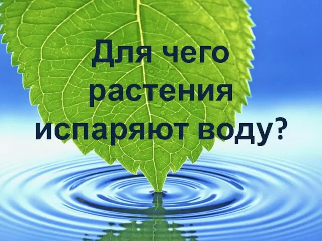 Для чего растения испаряют воду?