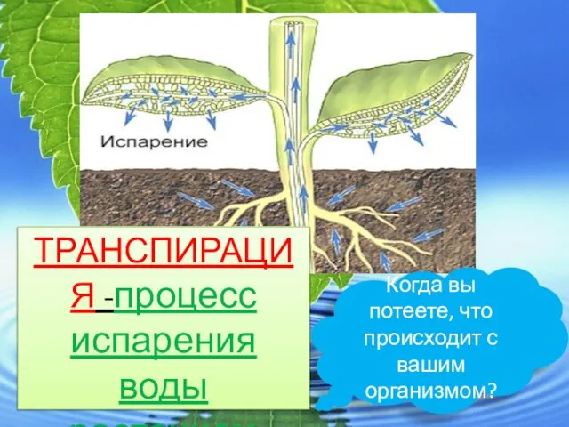 Когда вы потеете, что происходит с вашим организмом? ТРАНСПИРАЦИЯ -процесс испарения воды растением