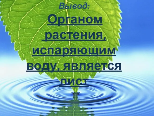 Вывод: Органом растения, испаряющим воду, является лист