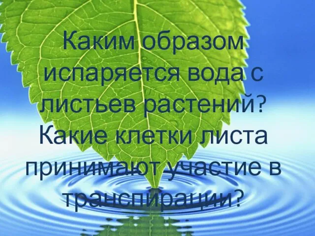 Каким образом испаряется вода с листьев растений? Какие клетки листа принимают участие в транспирации?