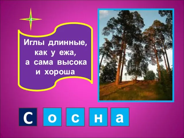 4 C о с н а Иглы длинные, как у ежа, а сама высока и хороша