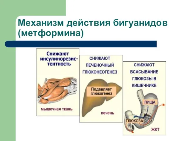 Механизм действия бигуанидов (метформина)