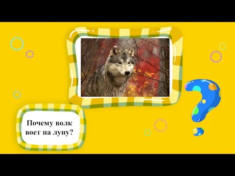 Почему волк воет на луну?