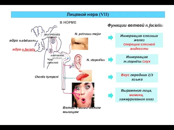 Иннервация слезных желез Cекреция слезной жидкости Иннервация m.stapedius Cлух Вкус передних
