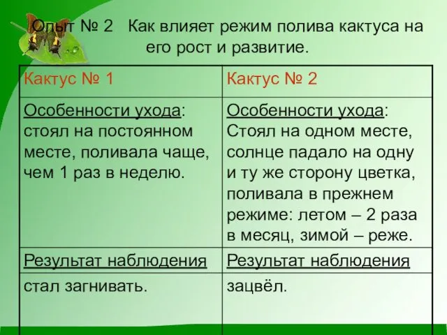 Опыт № 2 Как влияет режим полива кактуса на его рост и развитие.