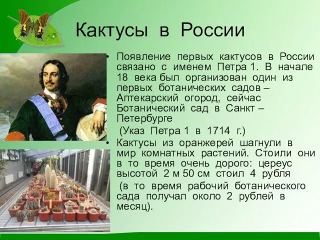 Кактусы в России Появление первых кактусов в России связано с именем