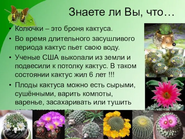 Знаете ли Вы, что… Колючки – это броня кактуса. Во время