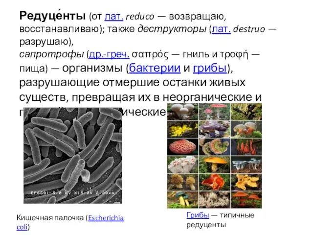 Редуце́нты (от лат. reduco — возвращаю, восстанавливаю); также деструкторы (лат. destruo