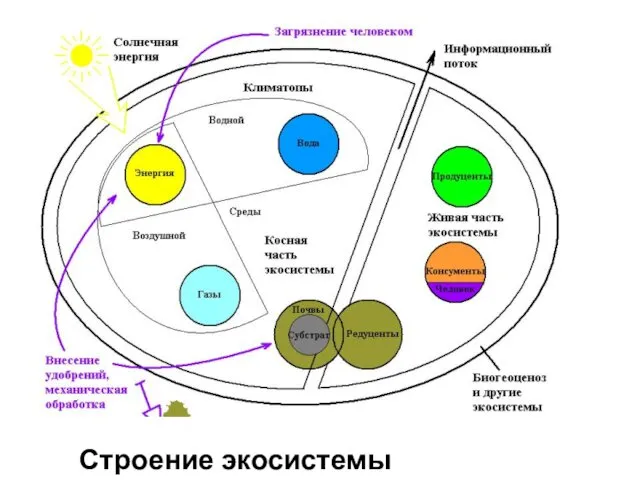 Строение экосистемы (биогеоценоза)