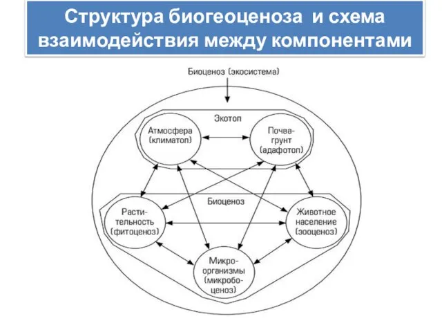 Структура биогеоценоза и схема взаимодействия между компонентами