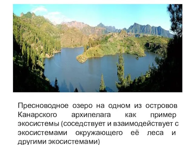 Пресноводное озеро на одном из островов Канарского архипелага как пример экосистемы