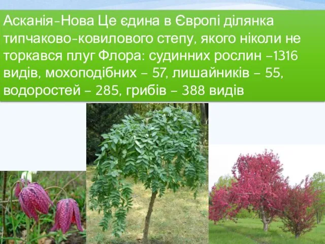 Асканія-Нова Це єдина в Європі ділянка типчаково-ковилового степу, якого ніколи не