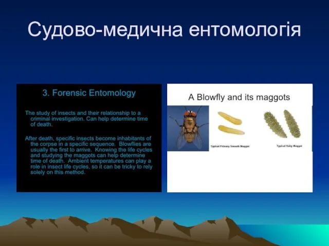 Судово-медична ентомологія