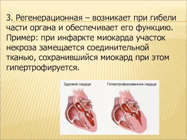 3. Регенерационная – возникает при гибели части органа и обеспечивает его