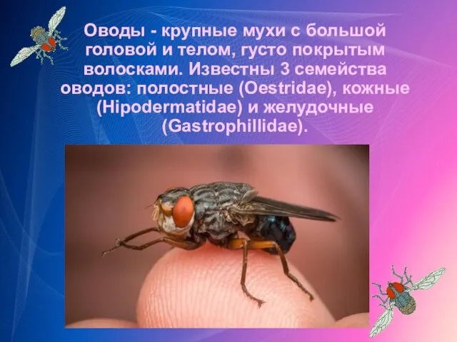 Оводы - крупные мухи с большой головой и телом, густо покрытым