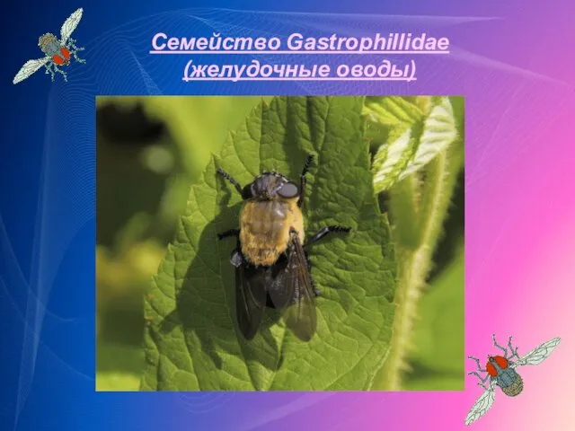 Семейство Gastrophillidae (желудочные оводы)