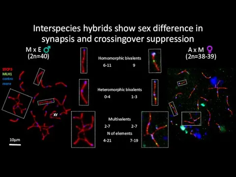 Interspecies hybrids show sex difference in synapsis and crossingover suppression