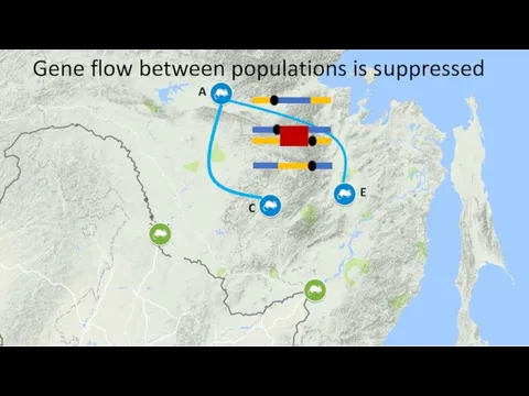 Gene flow between populations is suppressed E A C