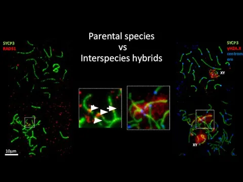 Parental species vs Interspecies hybrids SYCP3 RAD51 SYCP3 γH2A.X centromere