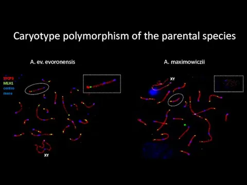 Caryotype polymorphism of the parental species A. maximowiczii A. ev. evoronensis XY XY SYCP3 MLH1 centromere