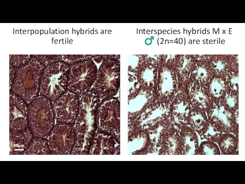 Interspecies hybrids M x E ♂ (2n=40) are sterile Interpopulation hybrids are fertile