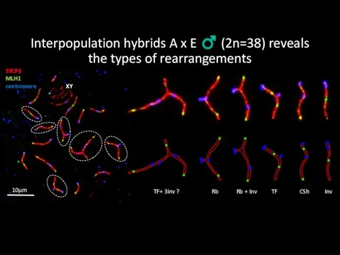 Interpopulation hybrids A x E ♂ (2n=38) reveals the types of rearrangements