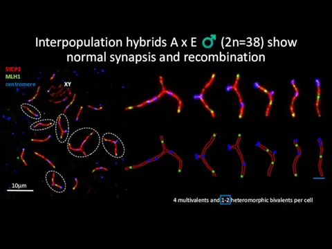 Interpopulation hybrids A x E ♂ (2n=38) show normal synapsis and recombination