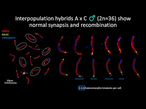 Interpopulation hybrids A x C ♂ (2n=36) show normal synapsis and recombination