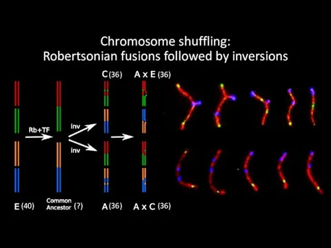 Chromosome shuffling: Robertsonian fusions followed by inversions