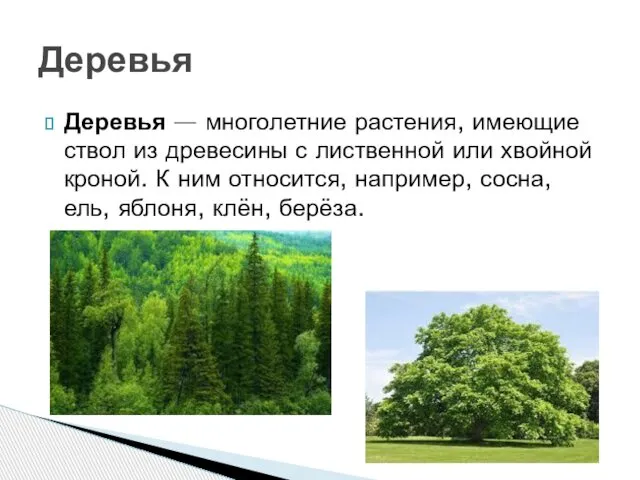 Деревья — многолетние растения, имеющие ствол из древесины с лиственной или