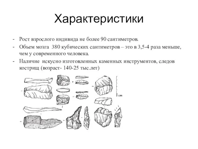 Характеристики Рост взрослого индивида не более 90 сантиметров. Объем мозга 380