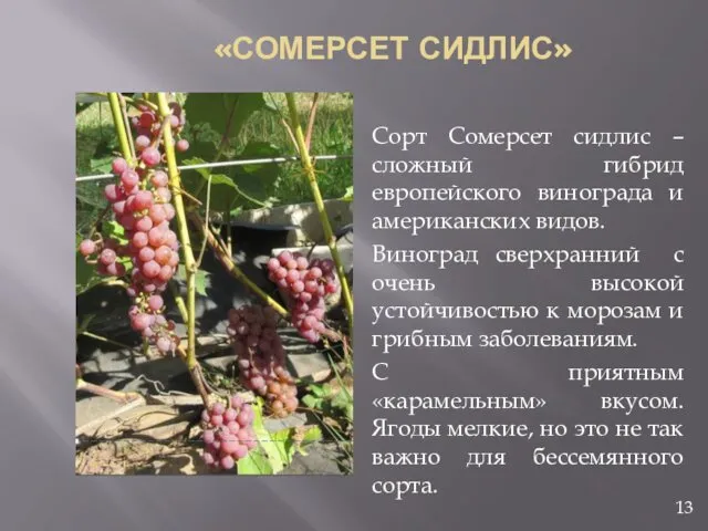 «СОМЕРСЕТ СИДЛИС» Сорт Сомерсет сидлис – сложный гибрид европейского винограда и