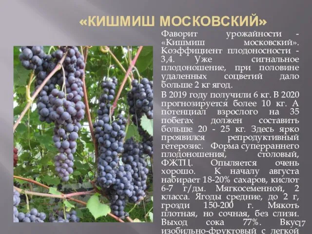 «КИШМИШ МОСКОВСКИЙ» Фаворит урожайности - «Кишмиш московский». Коэффициент плодоносности - 3,4.